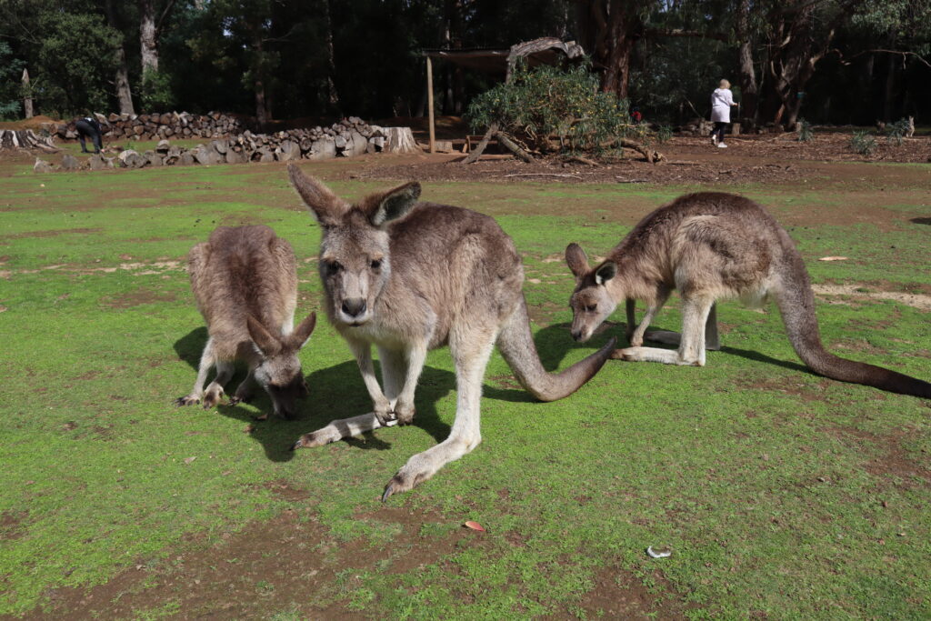 3 Australian Eastern Grey Kangaroos in a group