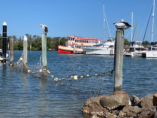 Wangi Queen Show Boat at the marina at Lemon Tree Passage looking through 2 poles with pelicans on top. Port Stephens. Tilligerry Peninsular