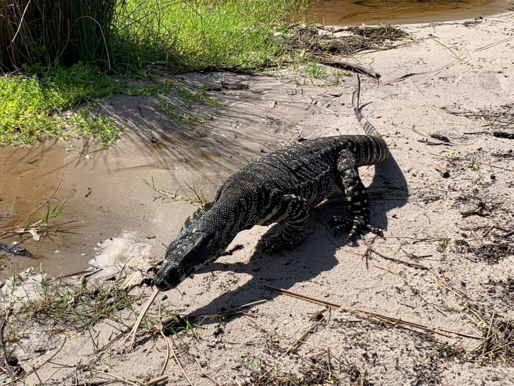 Goanna with tongue out tasting the air at Mungo Brush campground