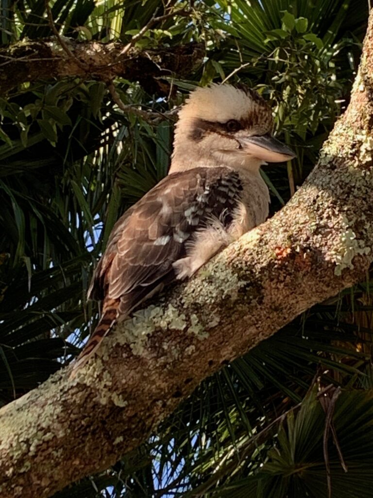 Kookaburra perched in the tree at Mungo Brush Campground