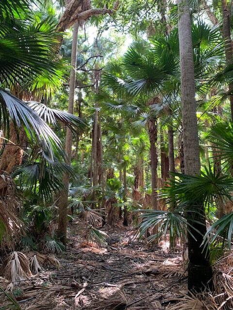 Tree palms on the Rainforest Walk
