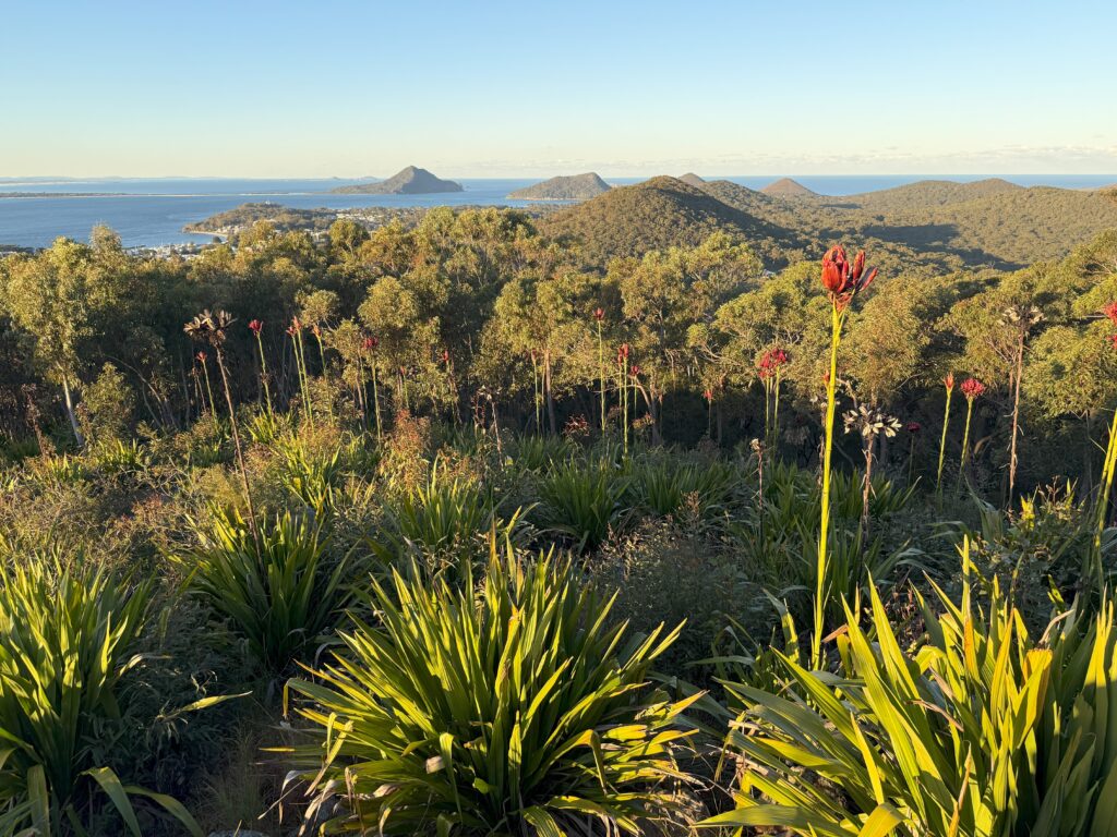 View of Port Stephens Headlands from Gan Gan lookout with red waratah flower in foreground.