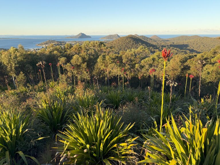View of Port Stephens Headlands from Gan Gan lookout with red waratah flower in foreground.