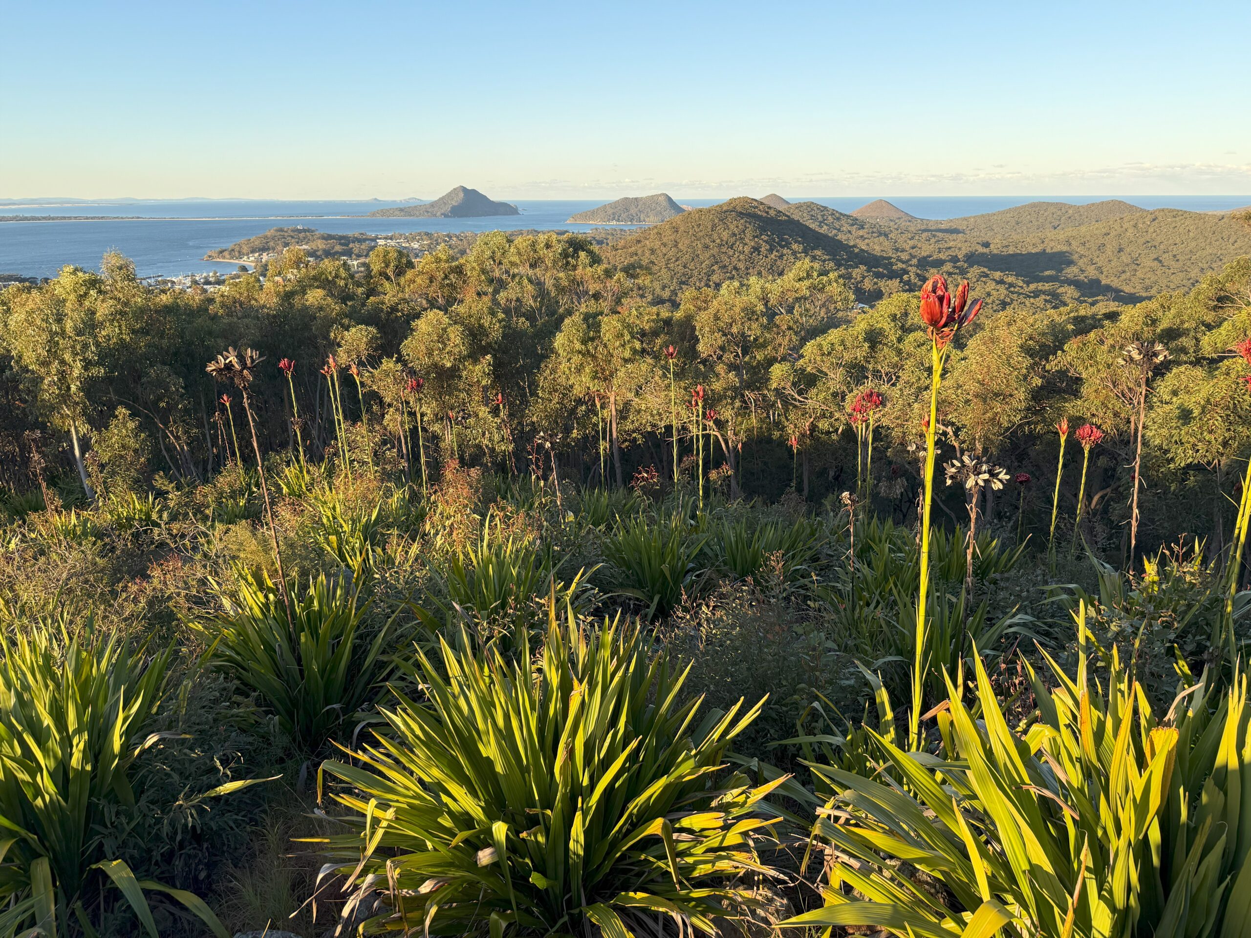 View of Port Stephens Headlands from Gan Gan lookout with red waratah flower in foreground.