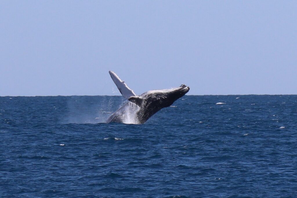 Humpback whale breaching on a sunny day