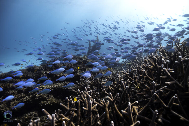 A school of tropical fish swimming above branching coral on Ningaloo Reef