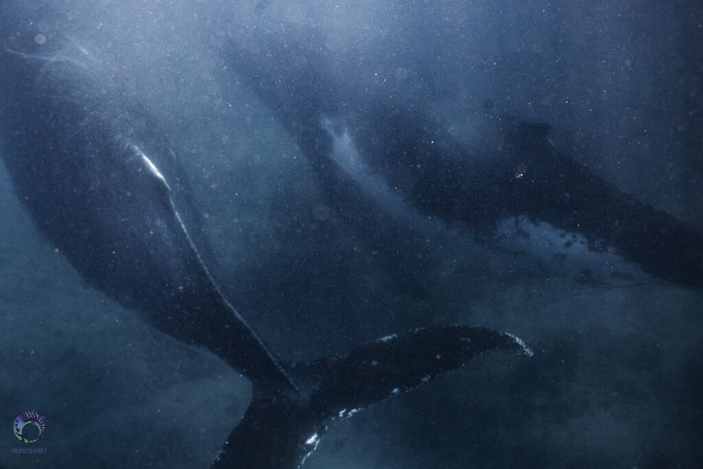 Humpback whales swimming along the bottom of the ocean at Ningaloo Reef, Western Australia.