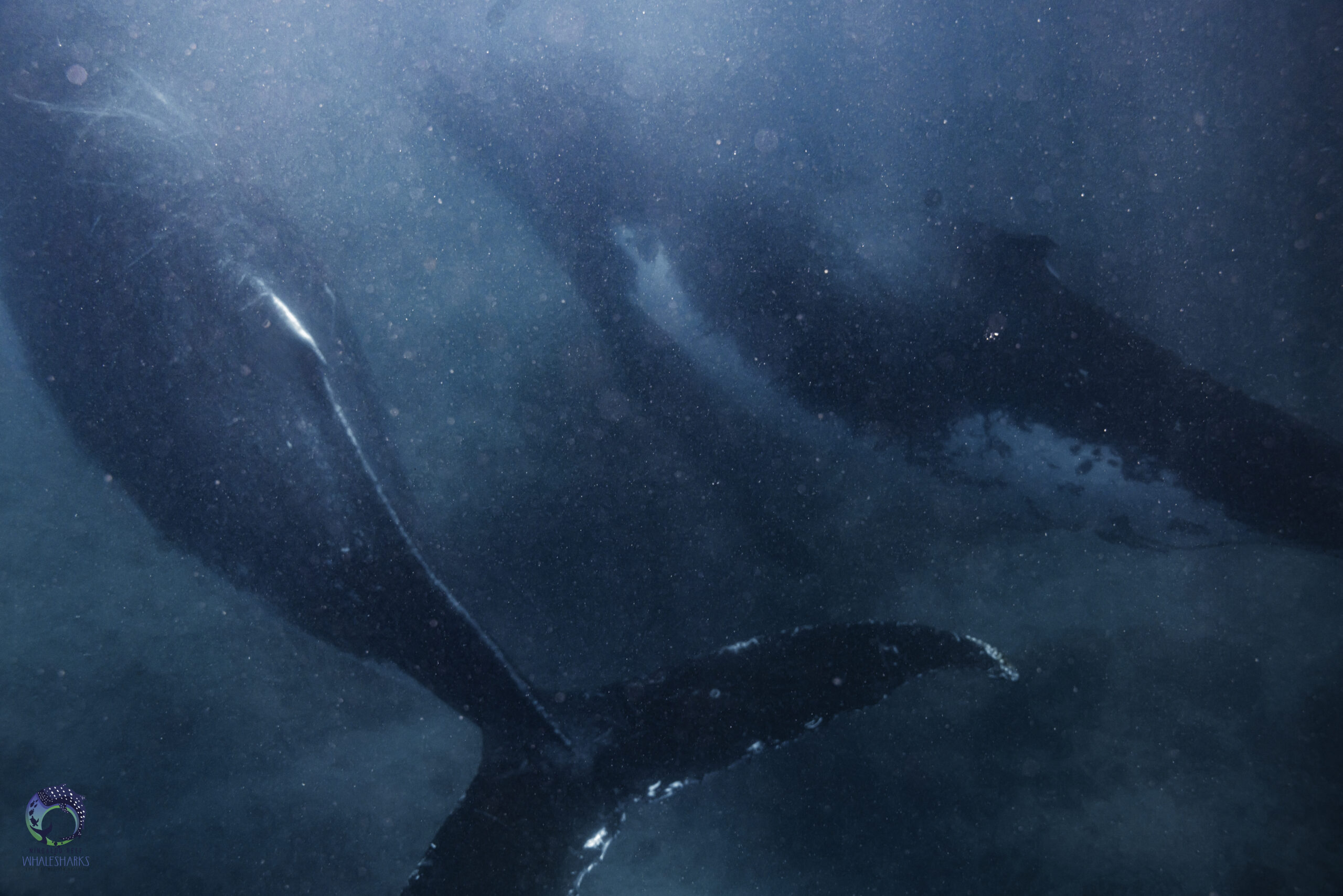 Humpback whales swimming along the bottom of the ocean at Ningaloo Reef, Western Australia.