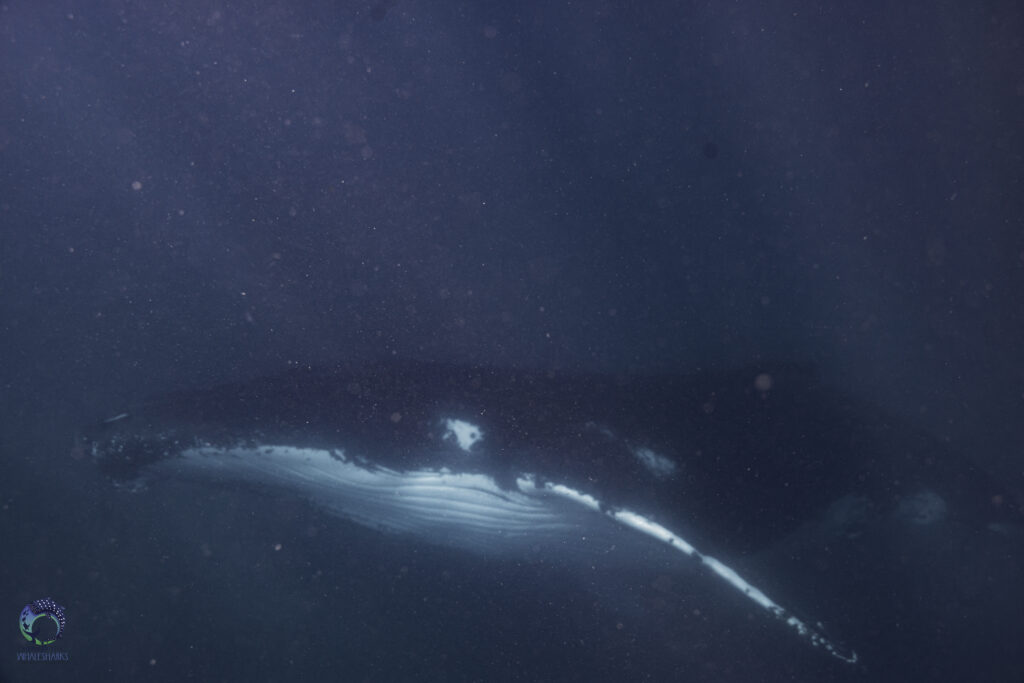 Swimming with humpback whales
