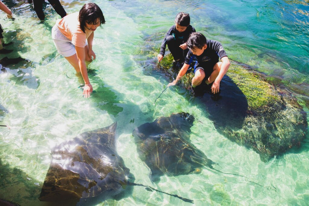 Family enjoying a stingray feeding experience at Irukandji Shark and Ray Encounters, Port Stephens