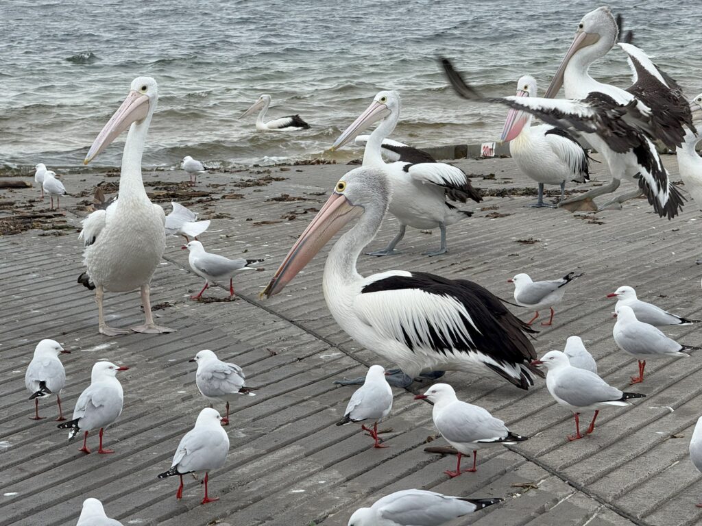 Five Australian Pelicans on the boat ramp with sea gulls.