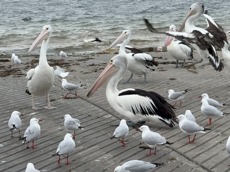Four Australian Pelicans on the boat ramp with sea gulls.