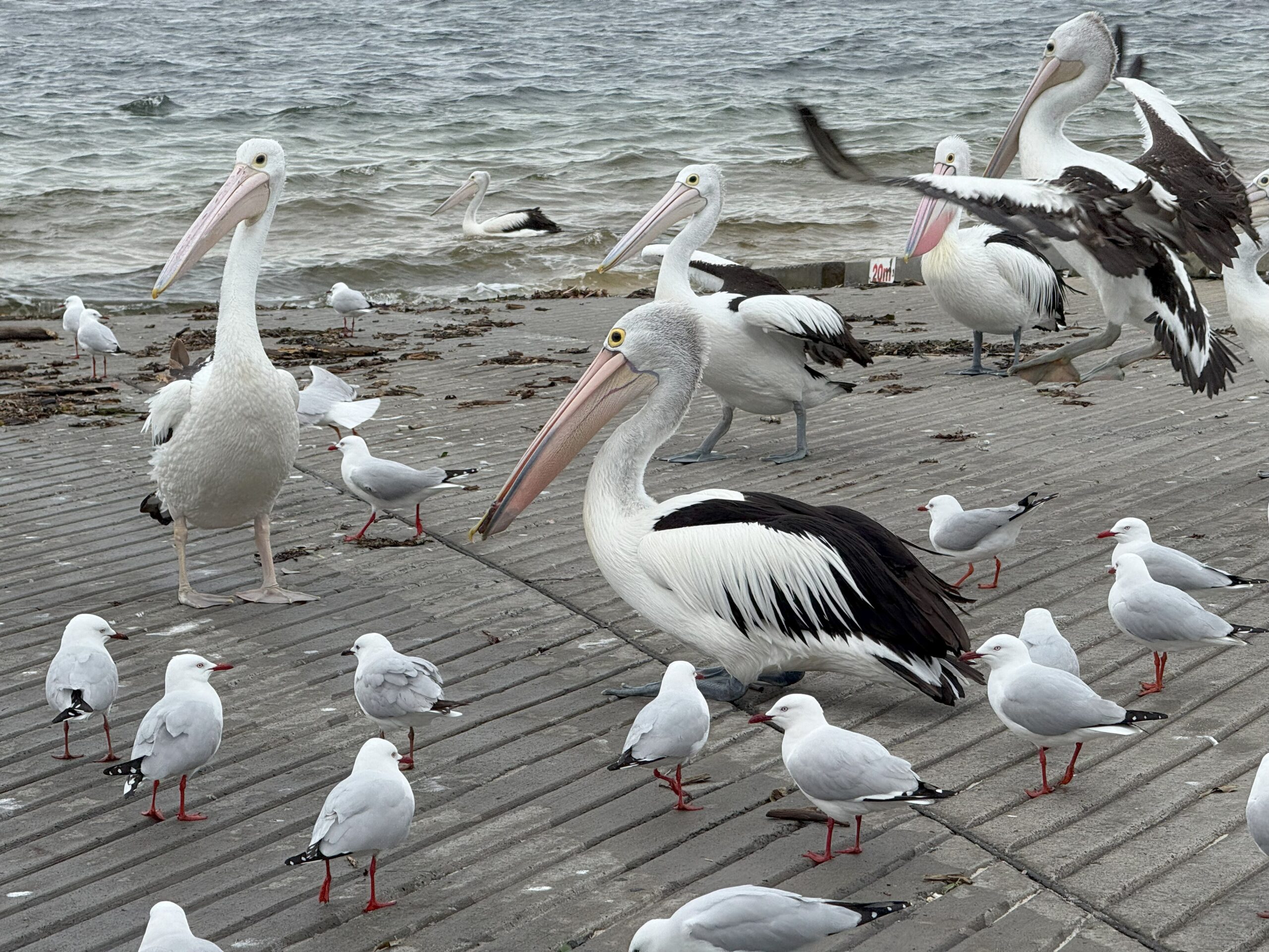 Four Australian Pelicans on the boat ramp with sea gulls.