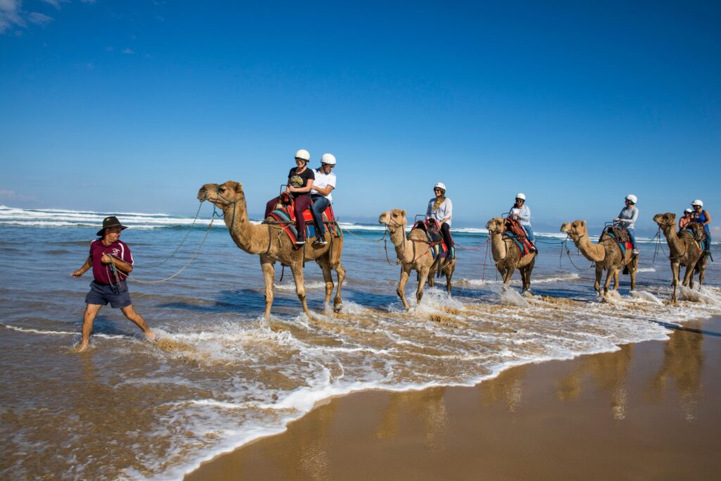 A family are riding camels along the beach in the surf at Birubi Beach, Port Stephens