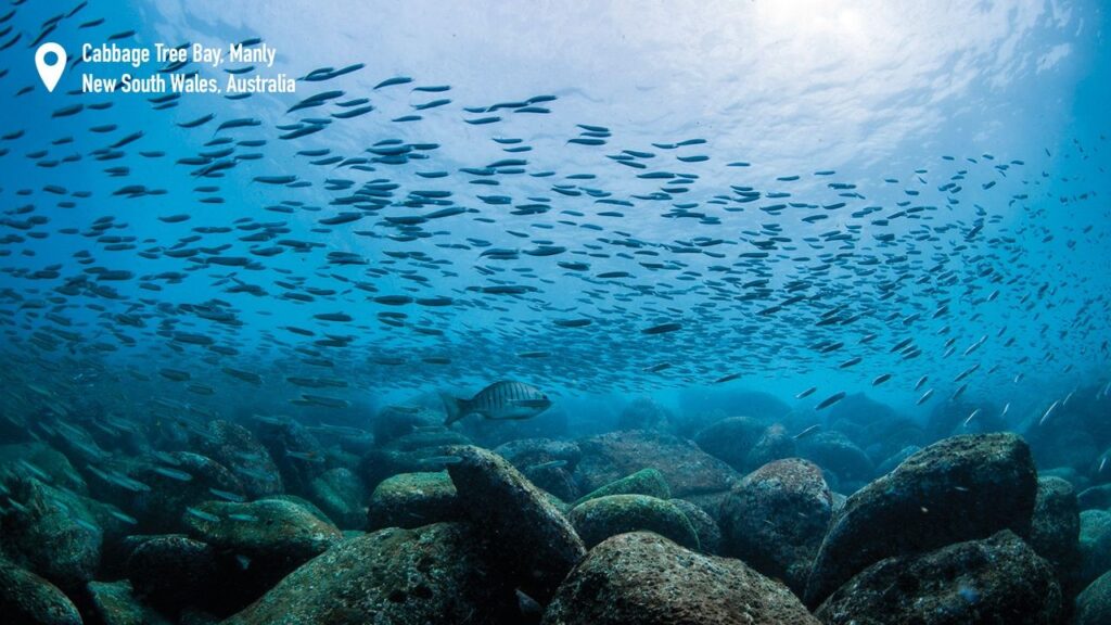 Marine life passing through Cabbage Bay Aquatic Reserve, Manly.