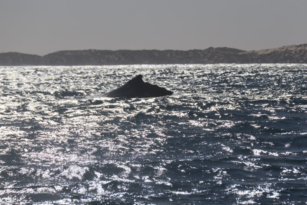 Silhouette of humpback whale