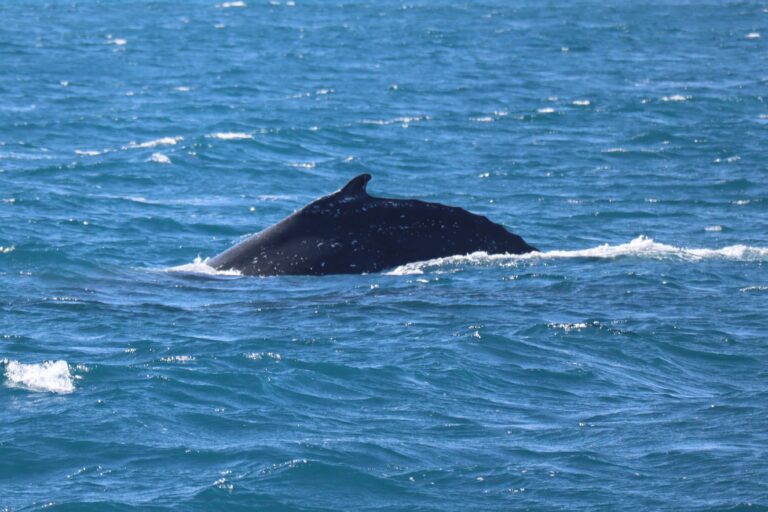 Humpback whale