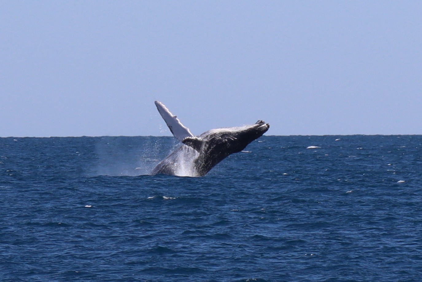 Humpback whale breaching