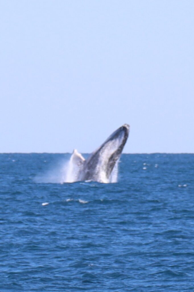 Humpback whale breaching