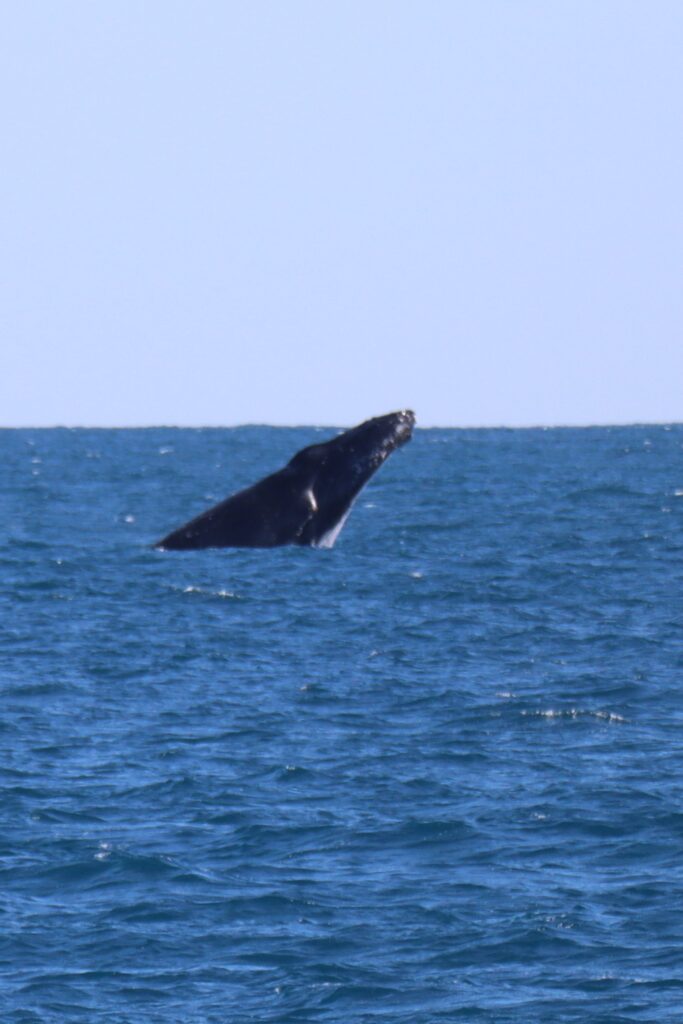 Humpback whale launching into the air