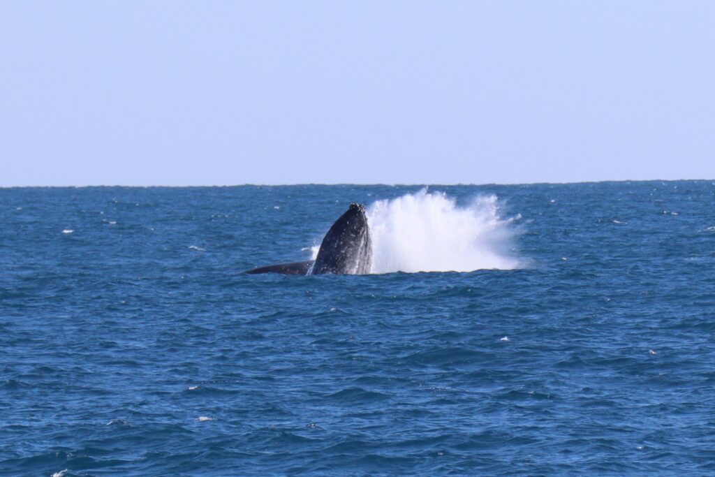 Breaching humpback whale