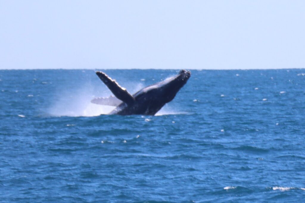 Humpback whale breaching