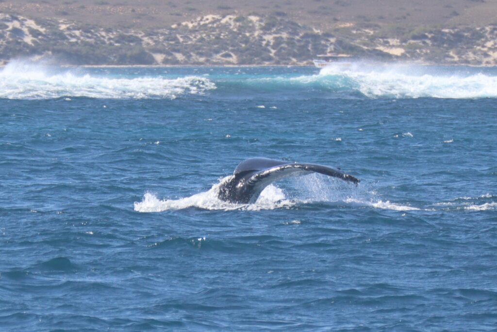 Humpback whale tail