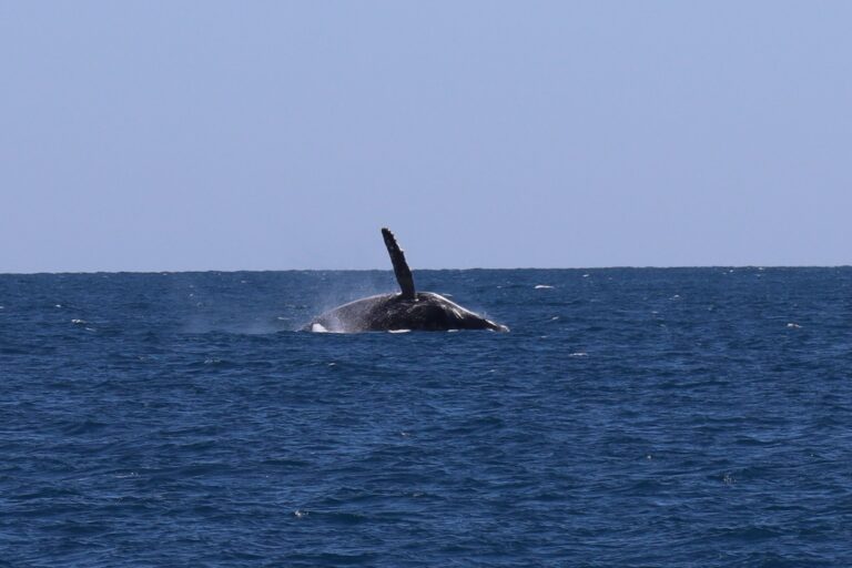 A humpback whale wave