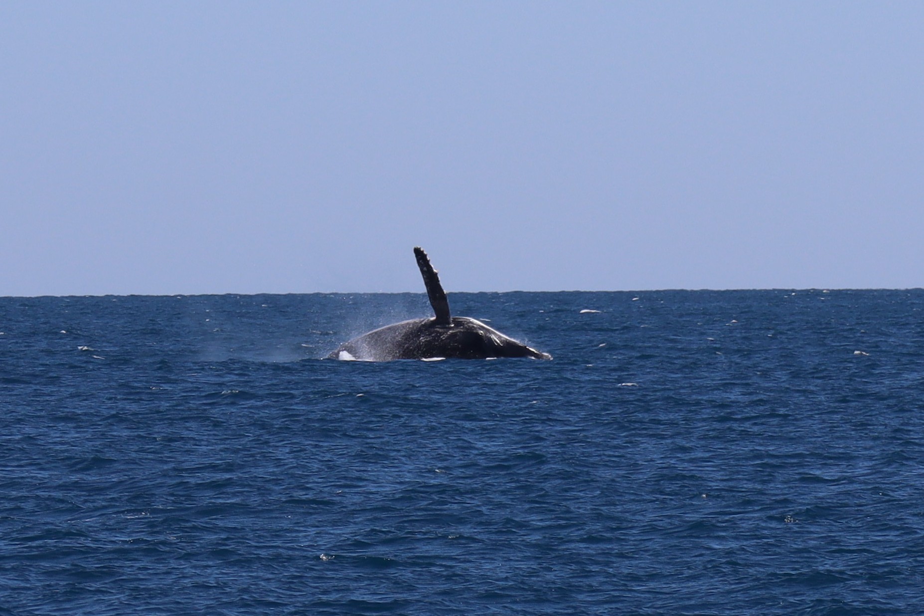 A humpback whale wave