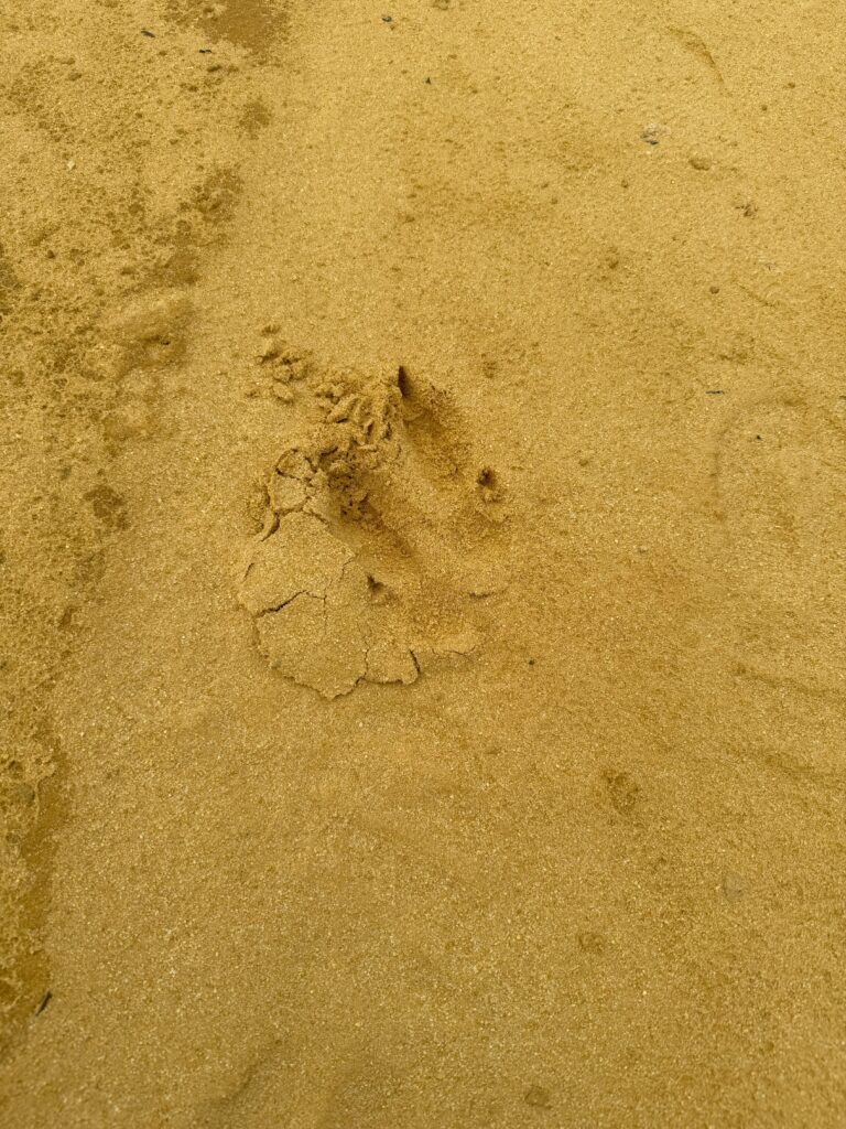 Close up of emu footprint in the sand