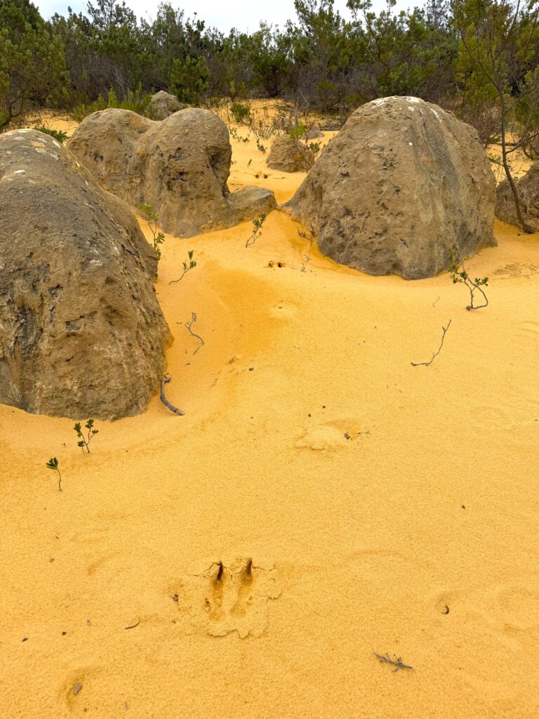 Emu tracks in the sand disappearing into the scrub at the Pinnacles Desert