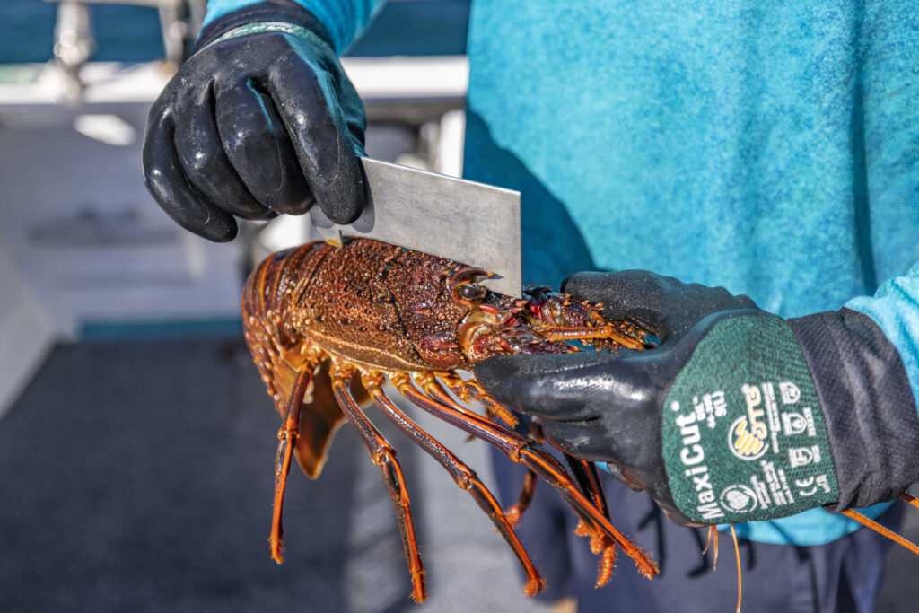 Learning how to measure a lobster on a catch and keep tour. Western Australia