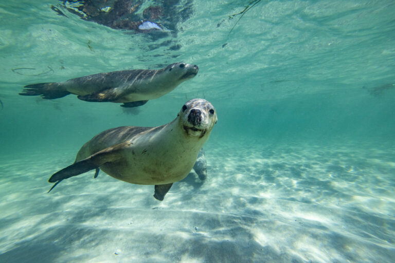 Australian sea lions swimming at Jurien Bay as experienced by snorkelers with Turquoise Safaris