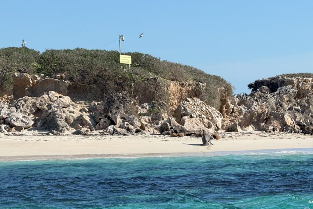 Small sea lion colony sunbathing on the beach at Jurien Bay