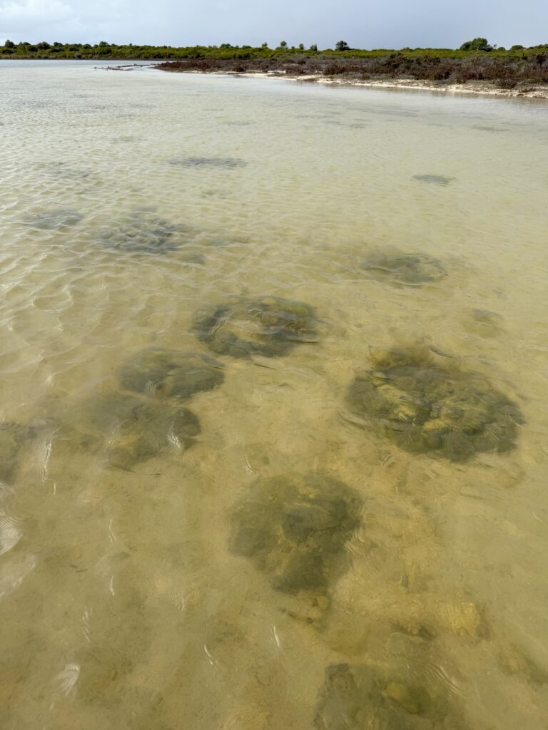 Man walking on the accessible boardwalk at Lake Thetis and thrombolites submerged in the water