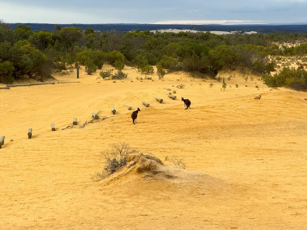 Western grey kangaroos standing in the desert before hopping into the bush at the Pinnacles Desert