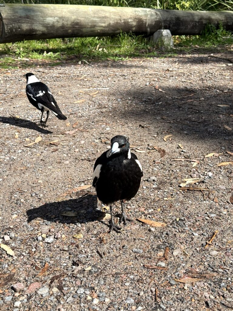 A couple of magpies on the ground in the carpark