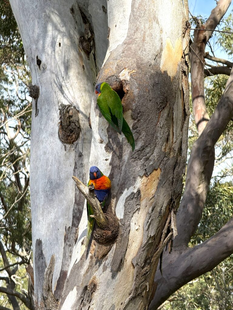 A pair of Rainbow Lorikeets nesting in a tree hollow