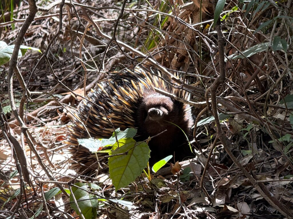 Echidna rummaging through the leaf litter looking for ants