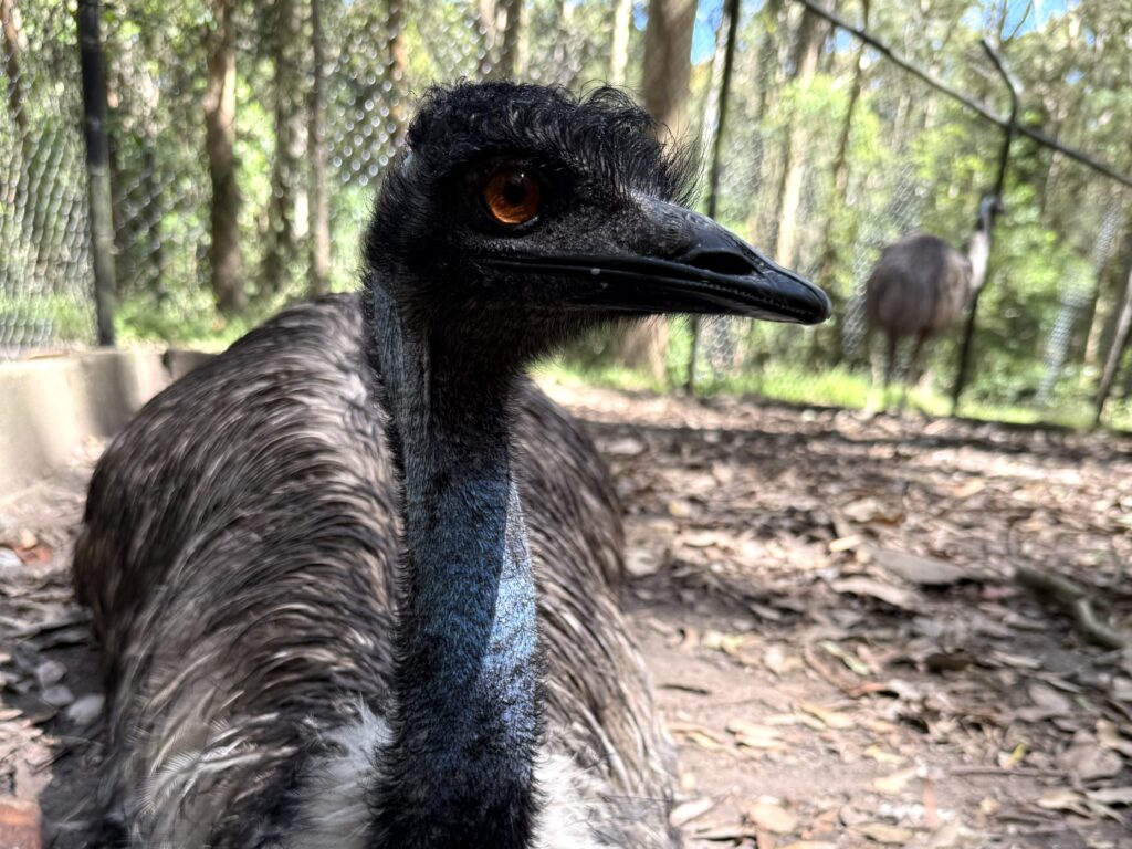 Emu