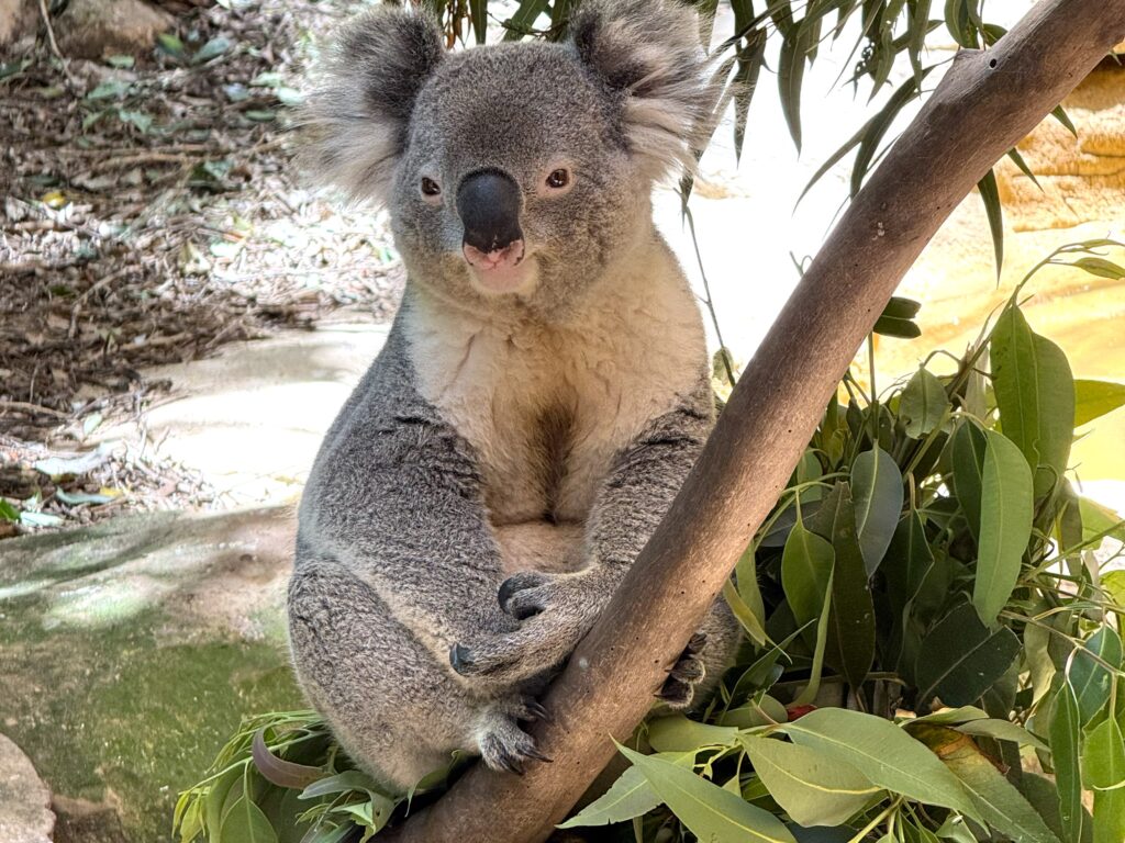 Koala sitting in a eucalyptus tree