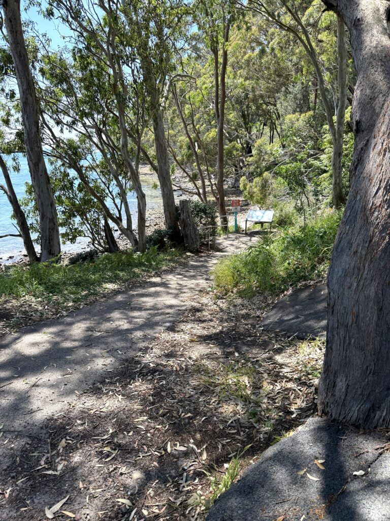 Path from the carpark at Neil Carroll Park through the gum trees to Fly Point Aquatic Park to feed the fish or go snorkelling