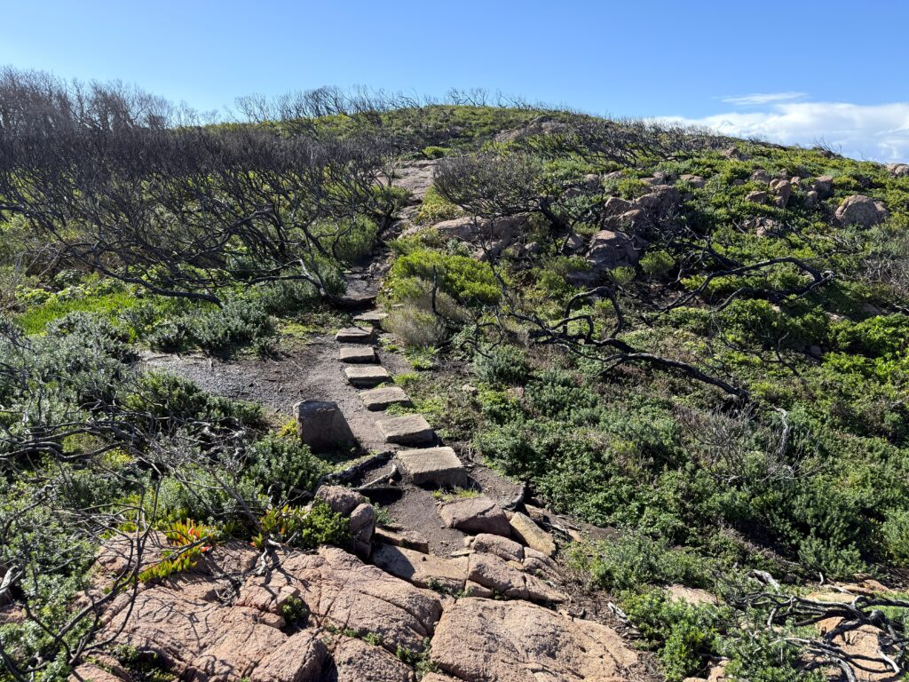 Paved path along the coastal cliffs on the Tomaree Coastal Walk