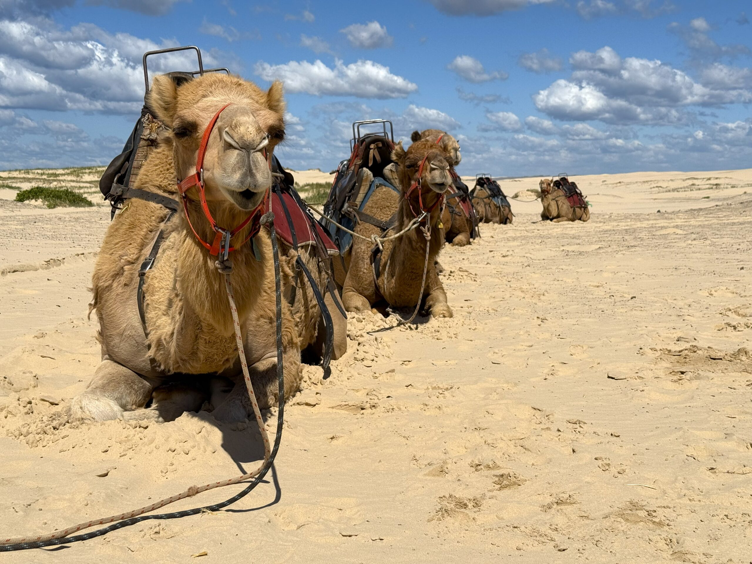 Camels on Stockton Beach