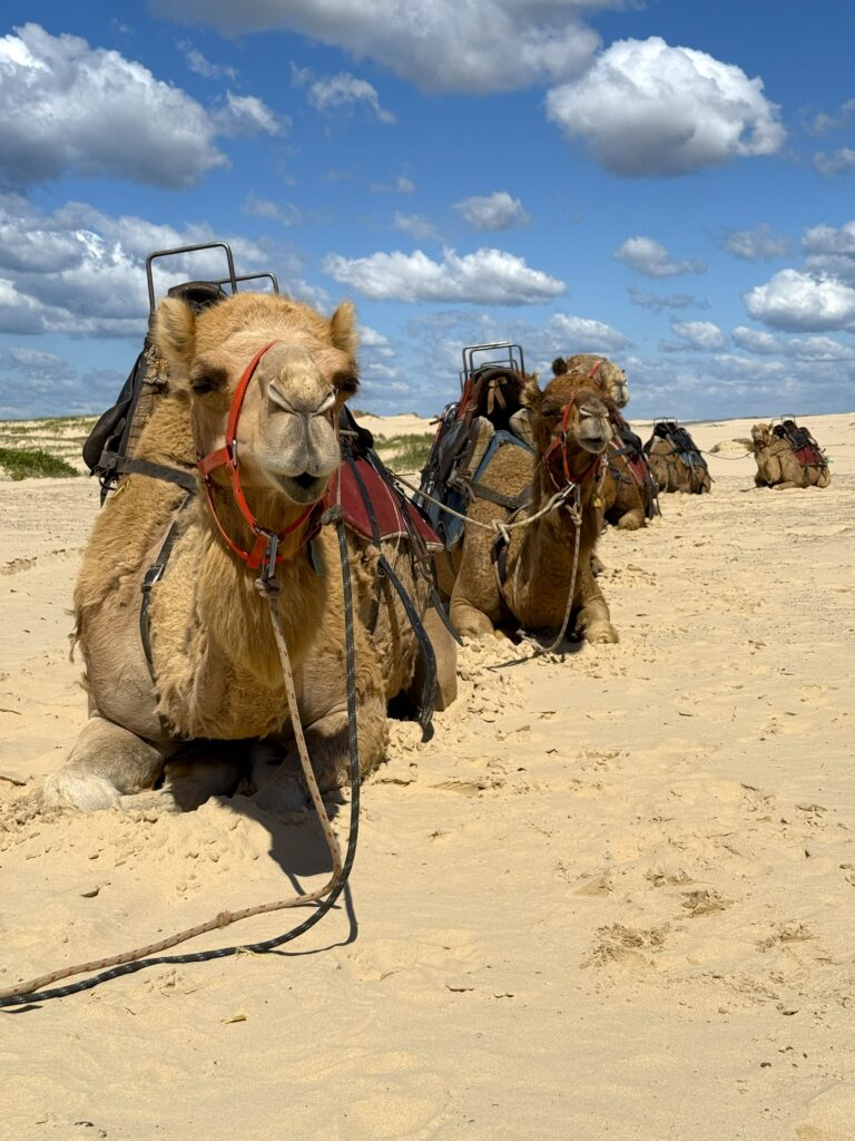 Camels waiting at Stockton Sand Dunes