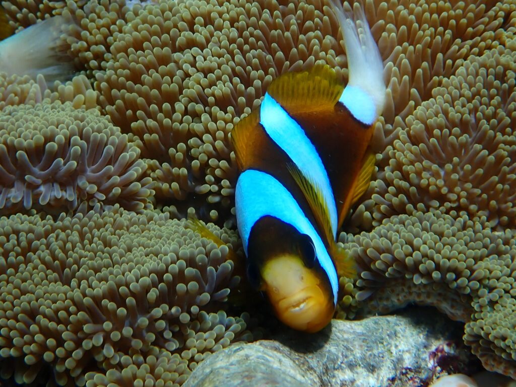 Nemo protecting his anemone home