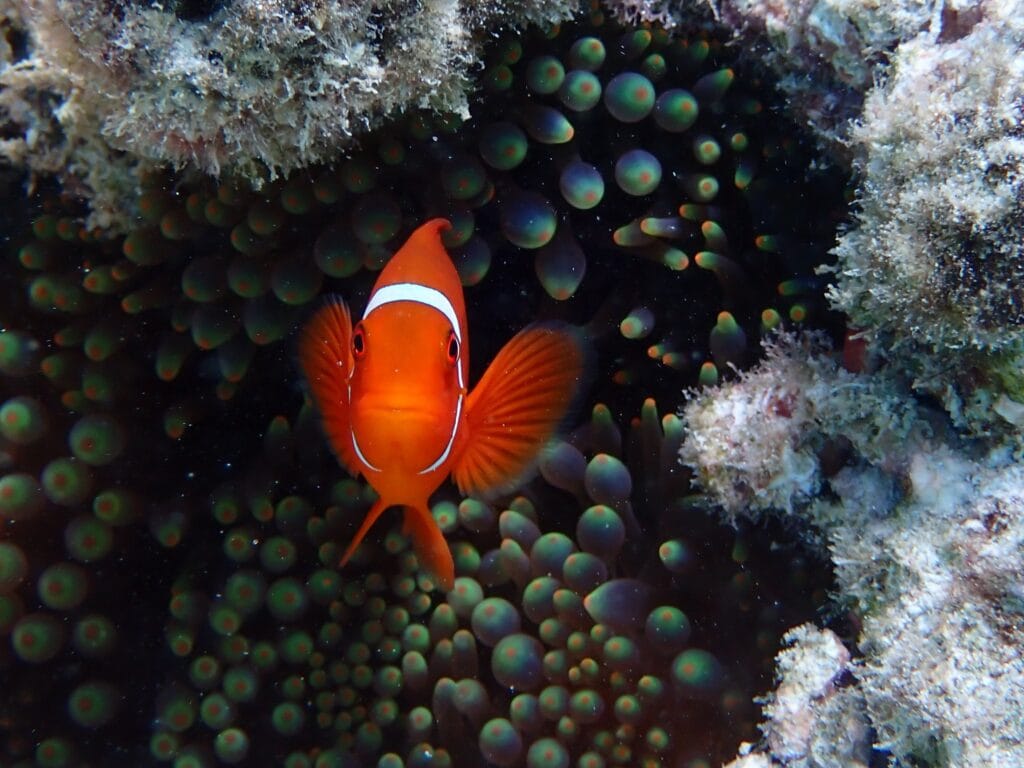 Orange Clownfish peeking out of anemone in rock crevice