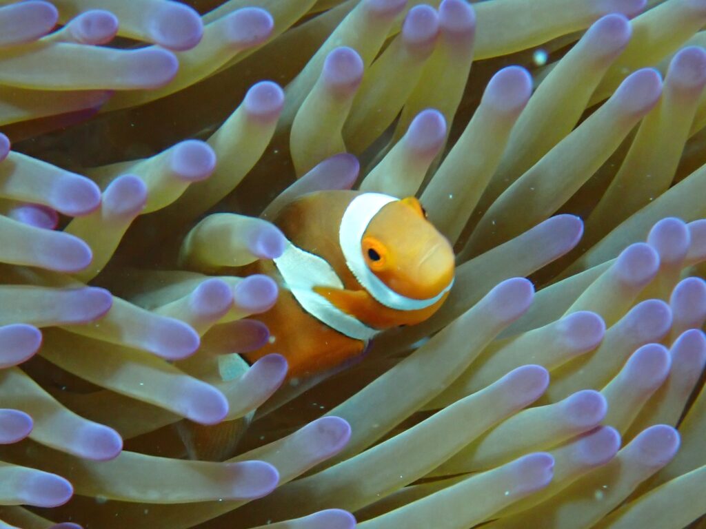 Clownfish in Anenome on Great Barrier Reef