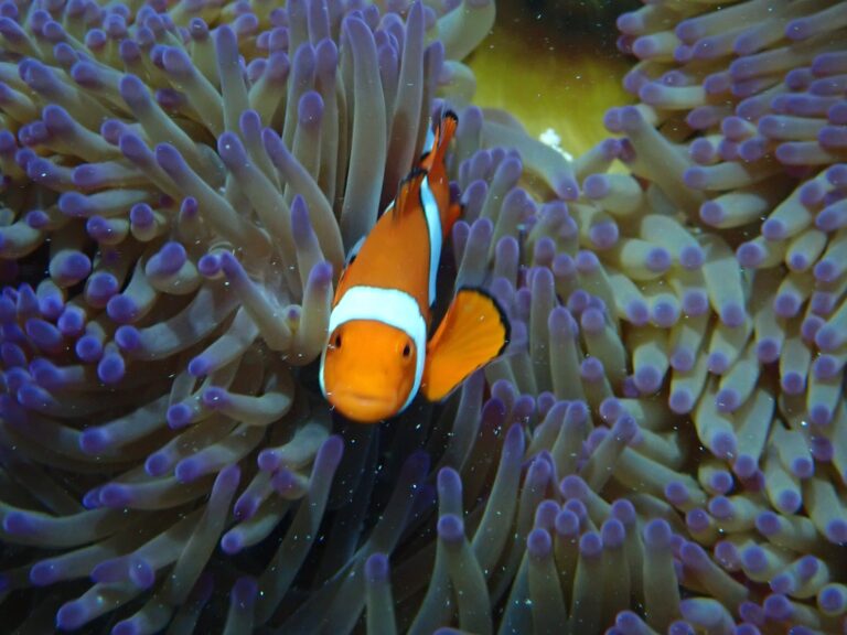 Clownfish peeping out of anemone on Great Barrier Reef