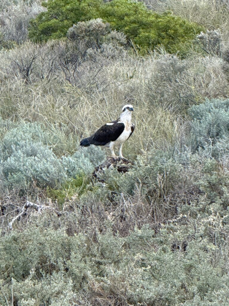 Osprey